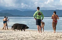 Koh Madsum (Pig Island, Koh Mutsum) - Koh Samui Thailand